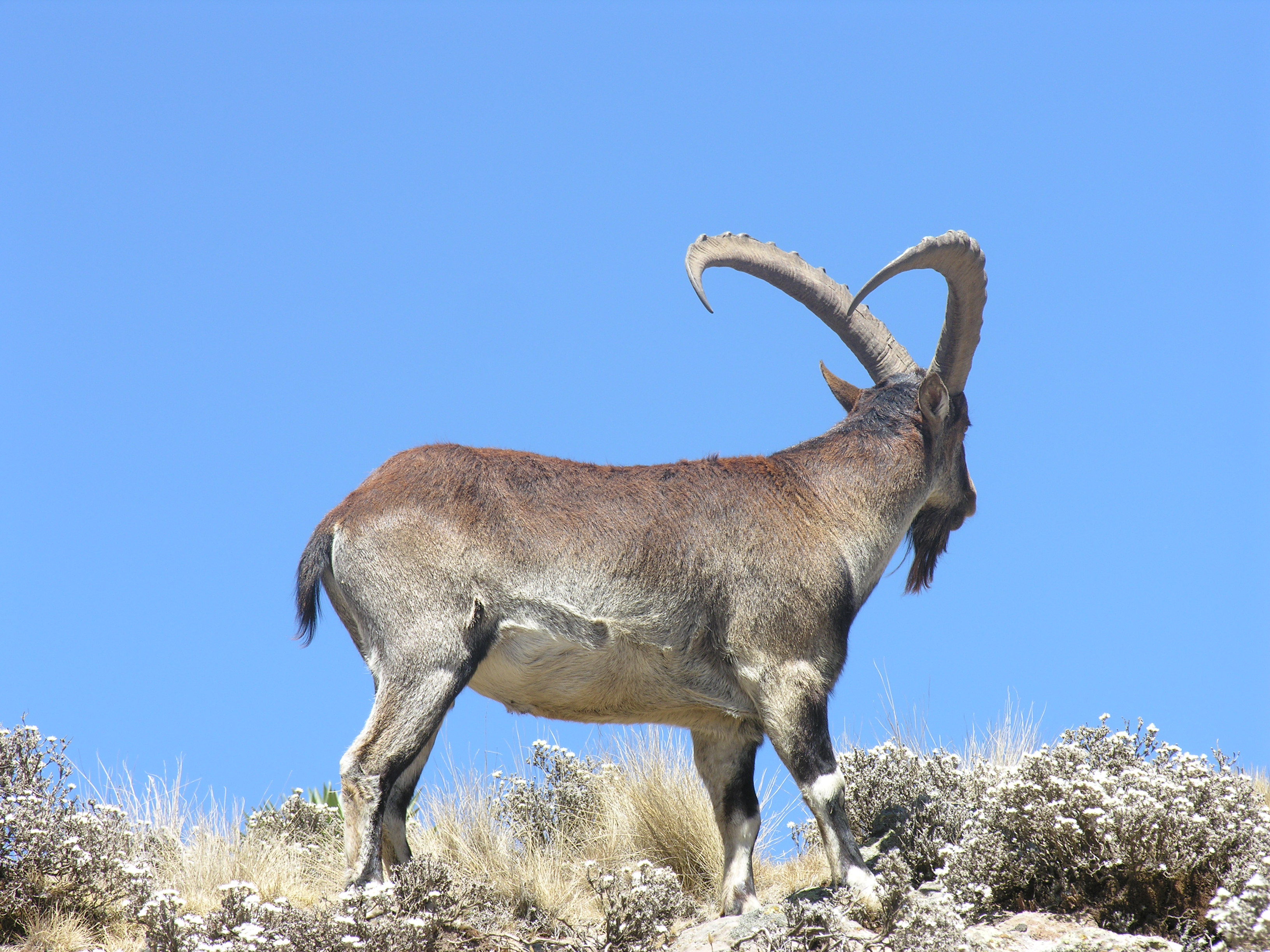 Wildlife Tours